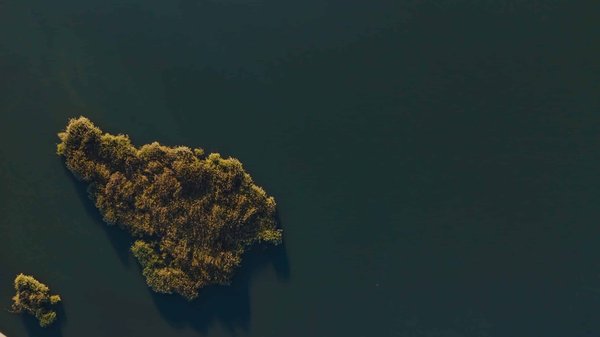 Quelles sont les meilleures plantes pour une toiture végétalisée en milieu urbain ?